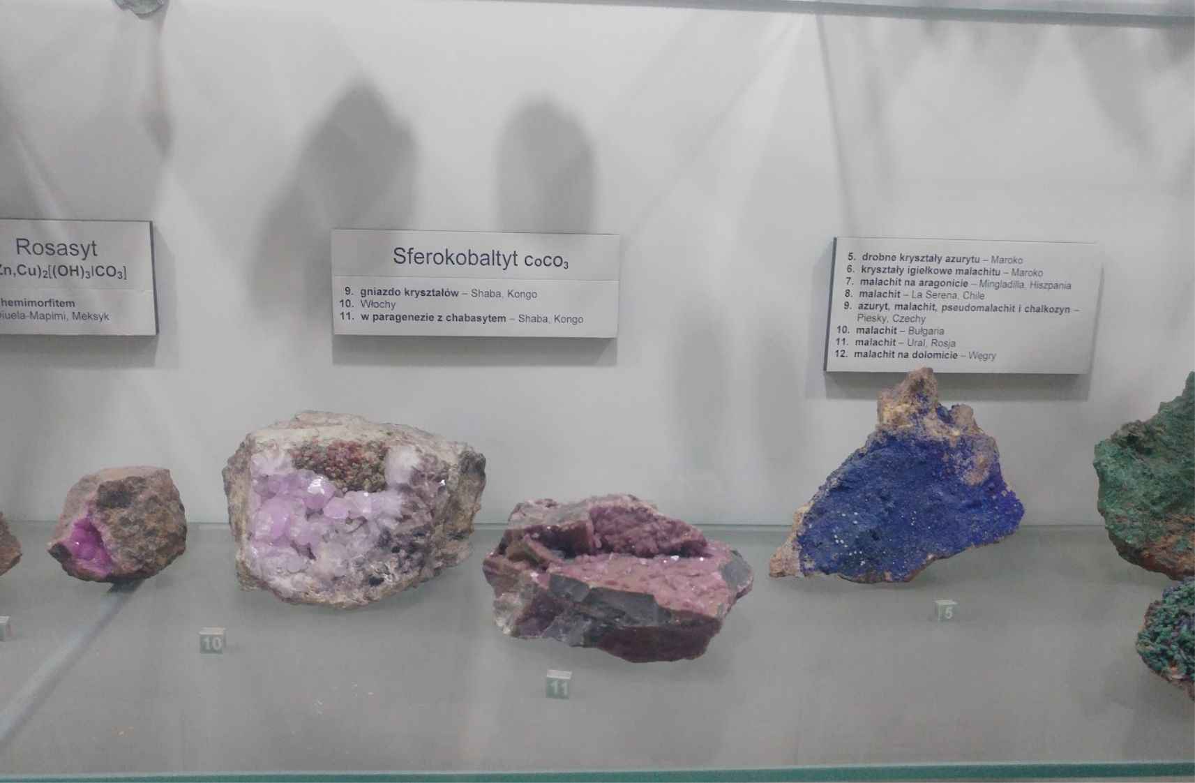 Natural History Museum of the Institute of Systematics and Evolution of Animals PAN in Krakow